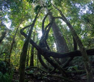 Kawsak Sacha – Selva Viviente