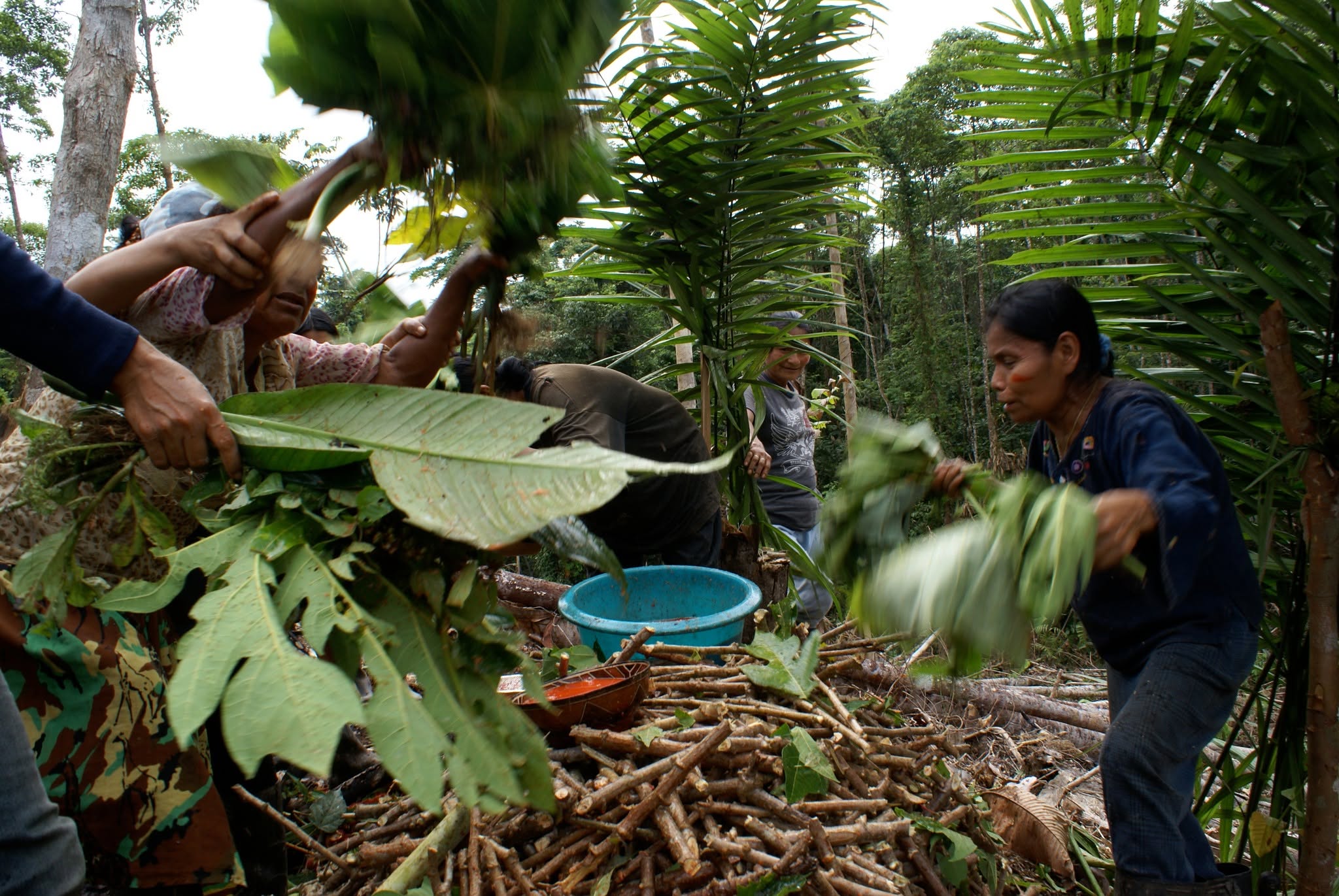 Trabajo en la chakra en Sarayaku